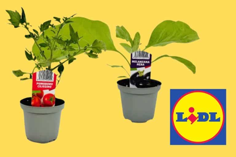 piante orto lidl.jpg