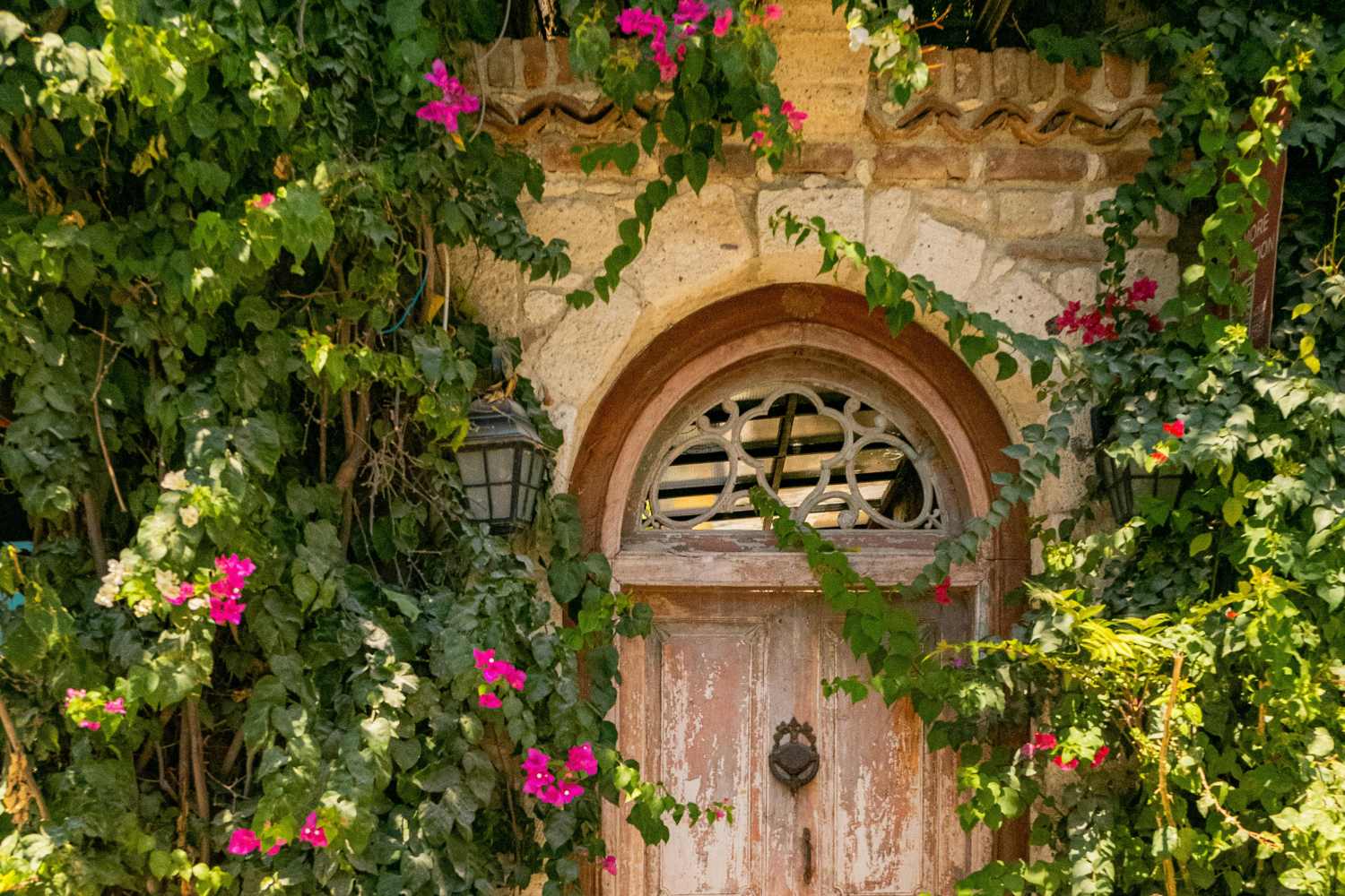 Dimentica il glicine, le 3 piante rampicanti che cambieranno il tuo giardino questa estate ! 1 piante rampicanti.jpg