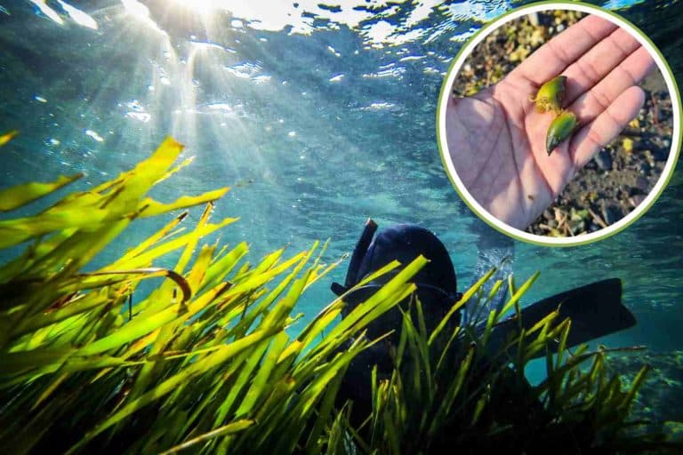 posidonia olive.jpg