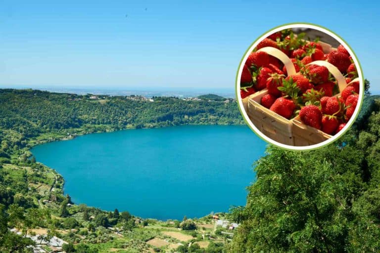 sagra fragole di nemi.jpg