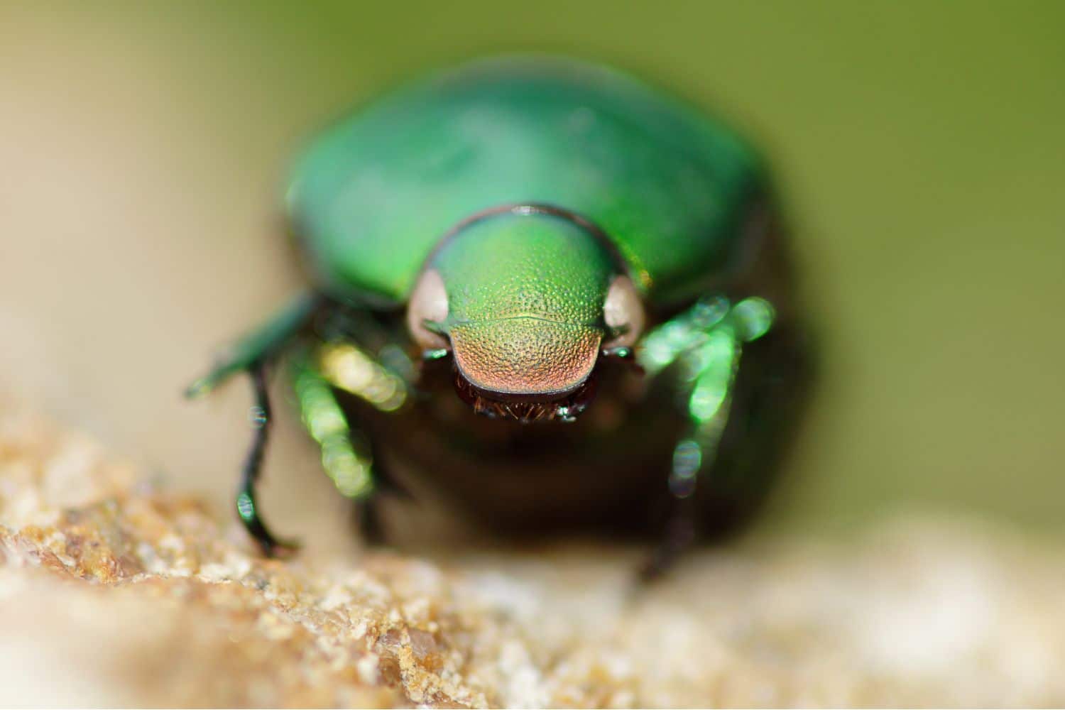 scarabeo.jpg