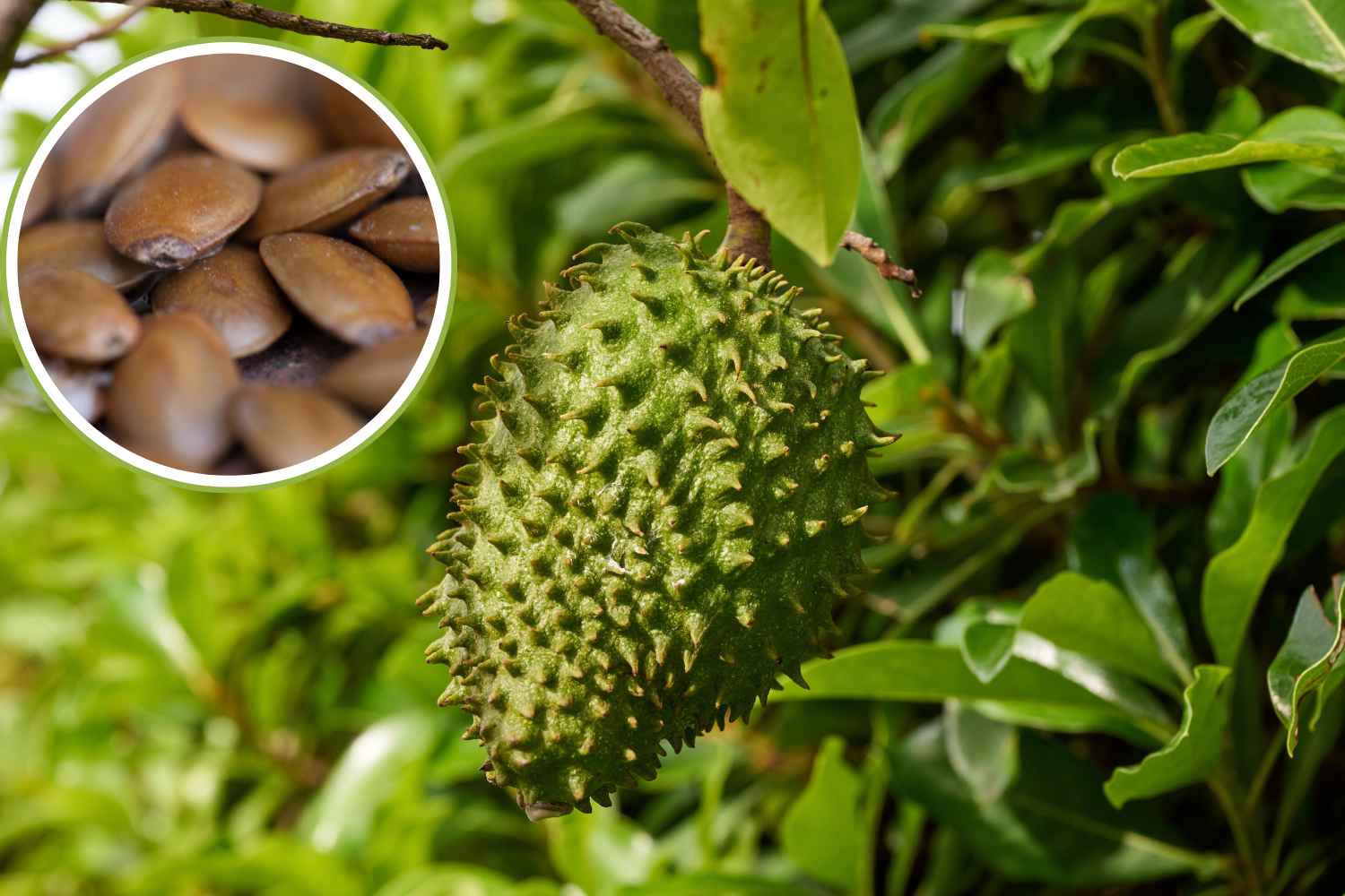 Come coltivare la graviola dal seme, il frutto dell’Annona muricata 1 semi di graviola.jpg