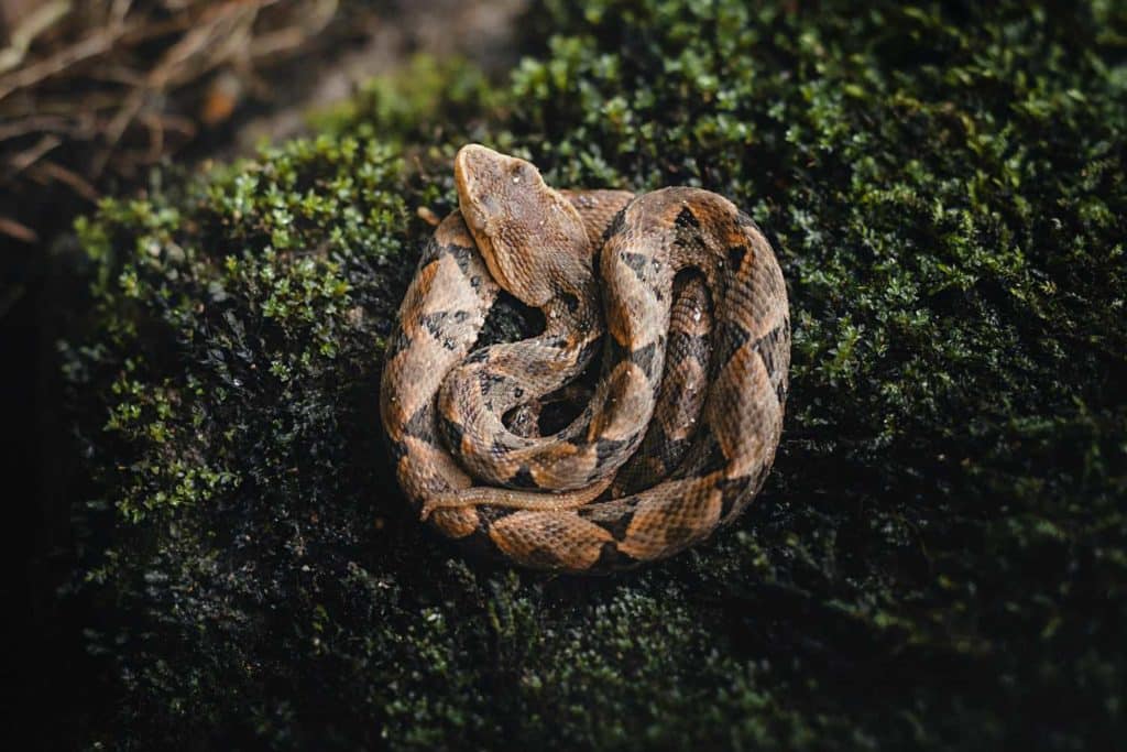 serpenti.jpg