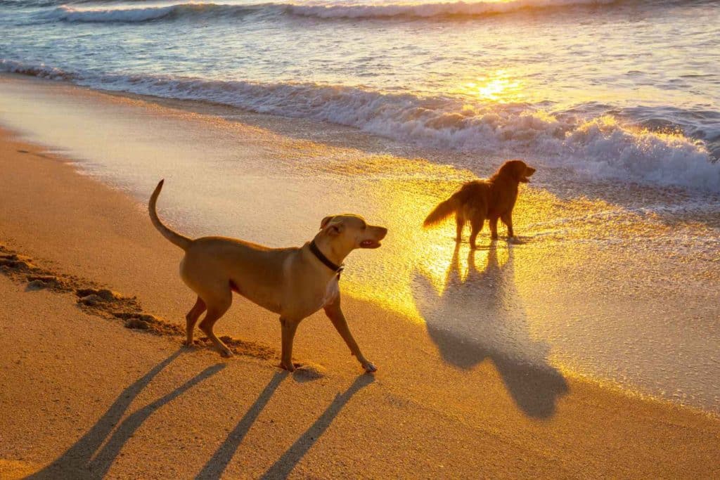 spiagge cani 2.jpg