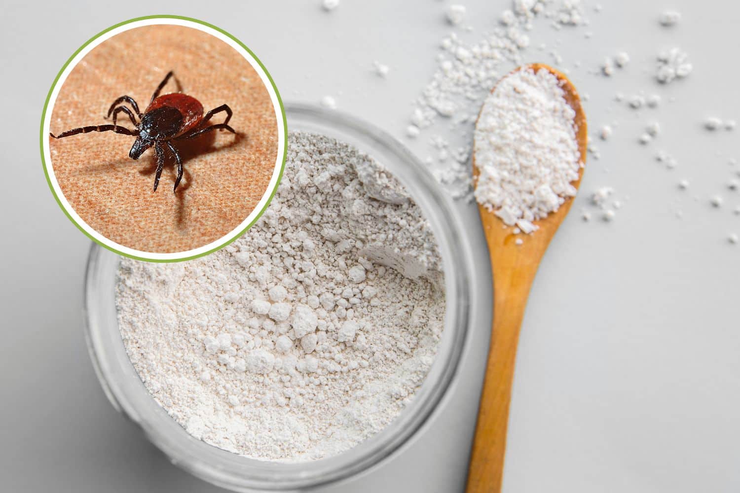 Terra di Diatomee: questa polvere naturale è l’arma definitiva contro pulci, zecche e insetti | Come funziona? 1 terra diatomee.jpg