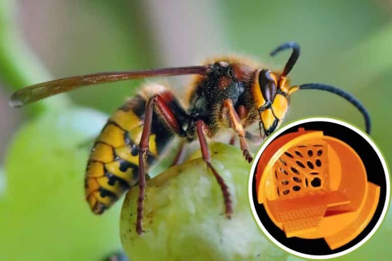 trappola calabroni asiatici2.jpg