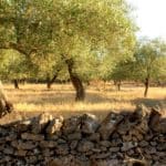 ulivi salento.jpg