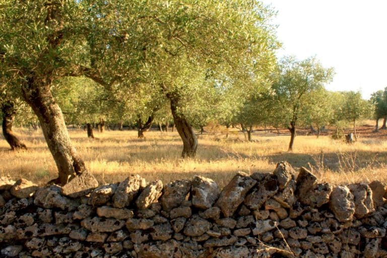 ulivi salento.jpg