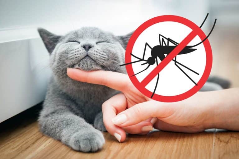 zanzare gatto.jpg