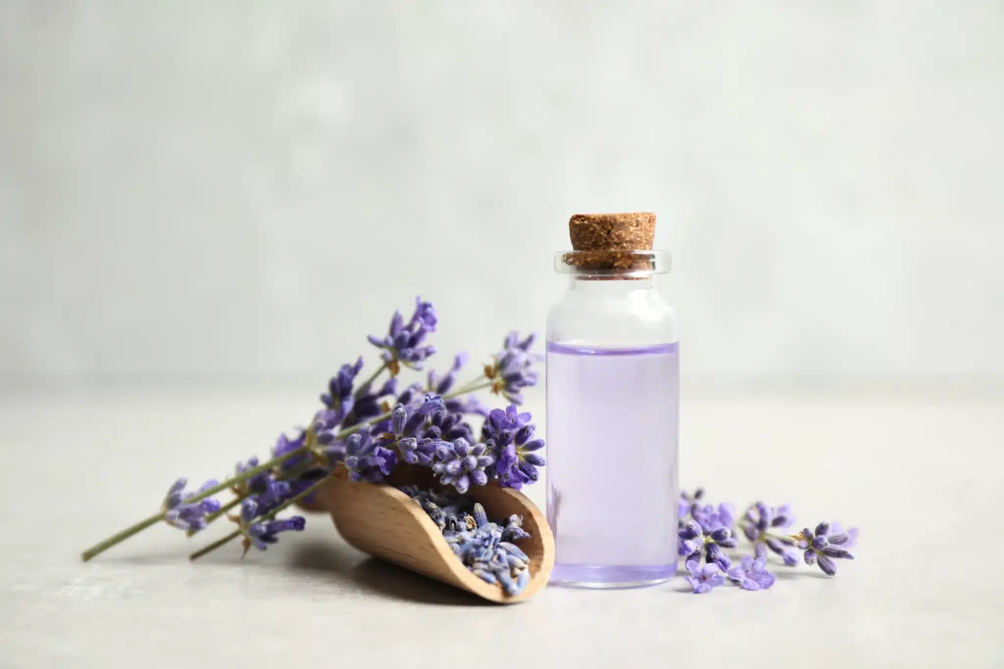 Lavanda: proprietà, usi, come coltivarla e quando raccoglierla 1 AdobeStock 370812555 scaled.jpeg.webp