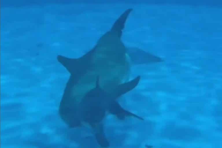 Cucciolo delfino zoo.jpg
