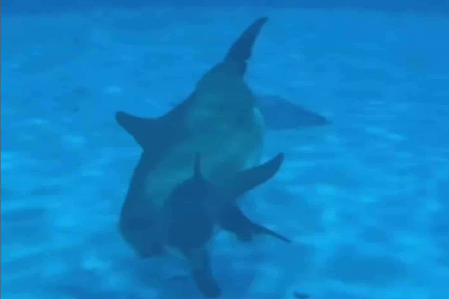 Cucciolo delfino zoo.jpg