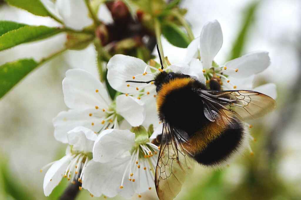 Straordinari bombi! Sono in grado di imparare una sorta di codice Morse: lo studio che ha sorpreso gli scienziati 2 bombi regina burnout