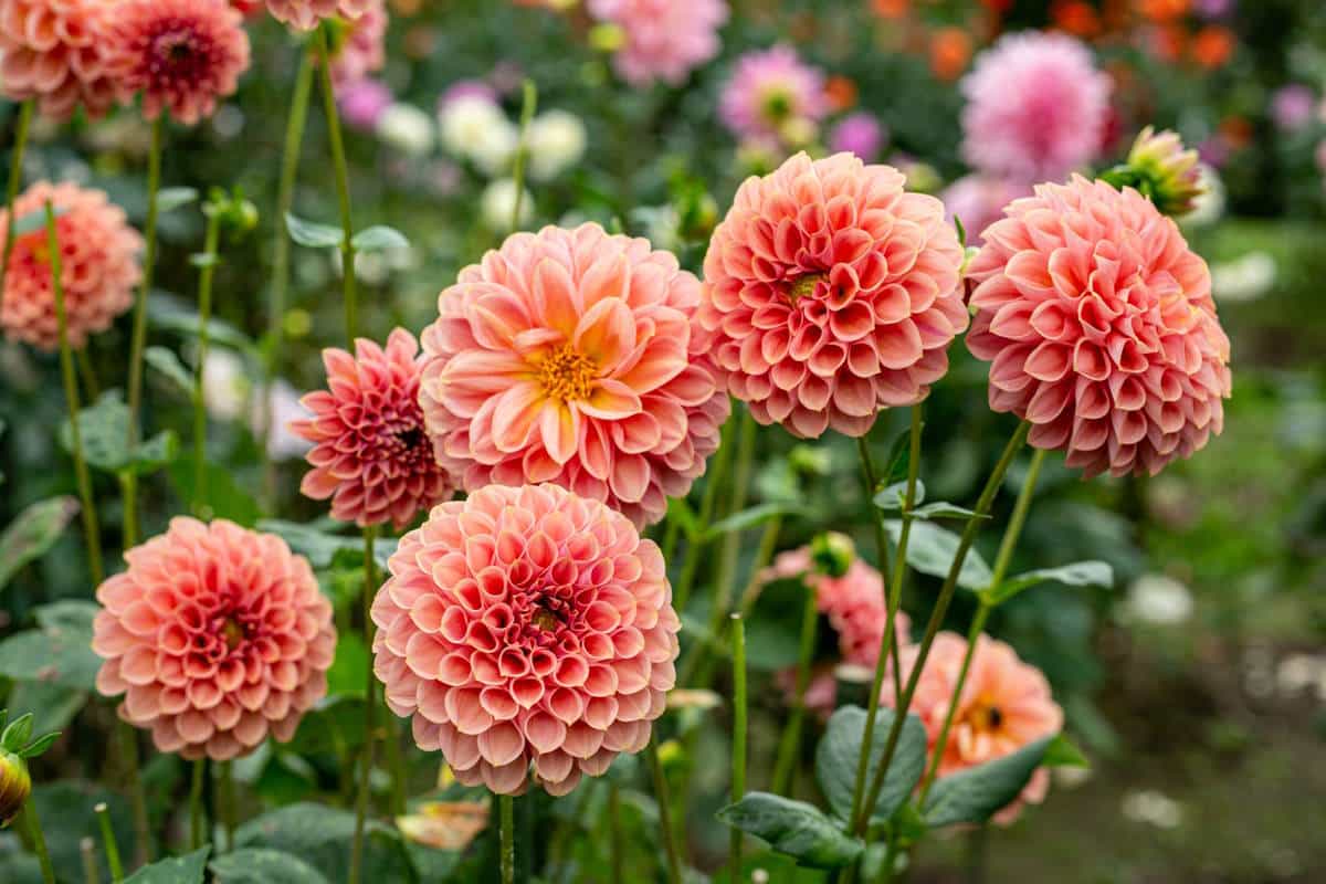 Dalia: varietà e tutto quello che devi sapere per coltivarla in vaso o in giardino 1 dalia 1.jpg