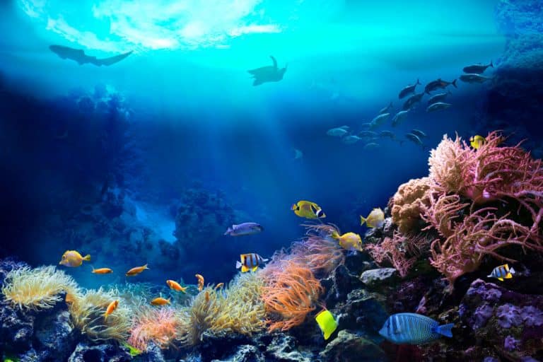ecosistema oceano 768x512.jpg