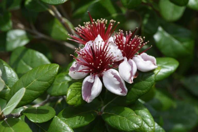 feijoa sellowiana.jpg