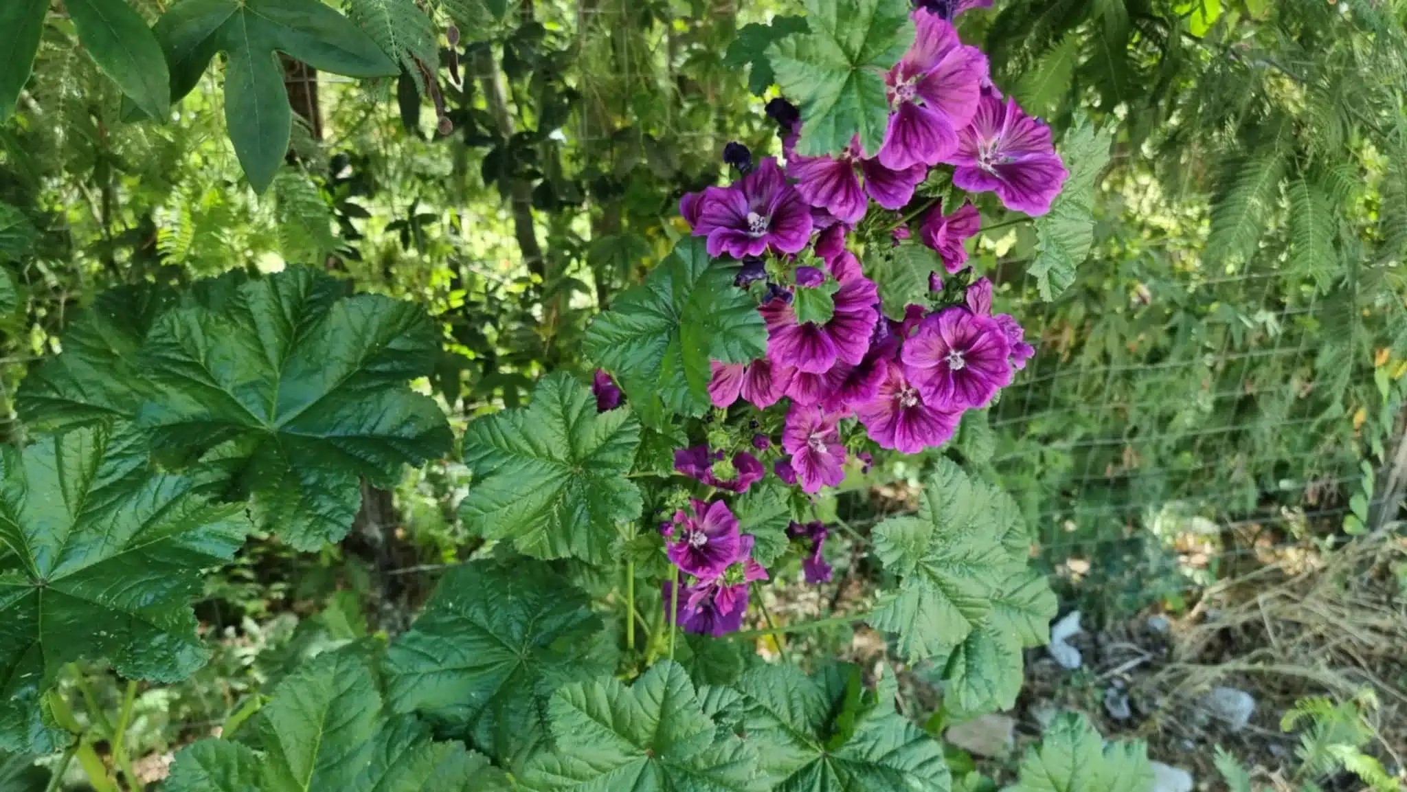 foto della mia malva.jpg.webp