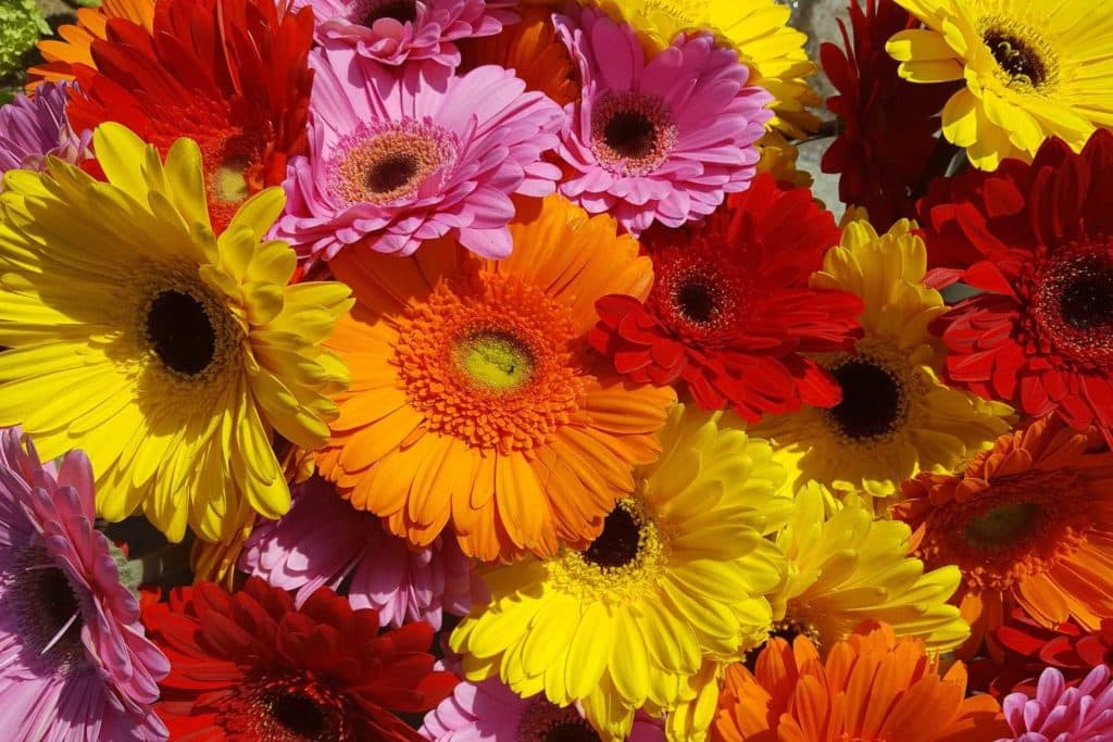 gerbera.jpg