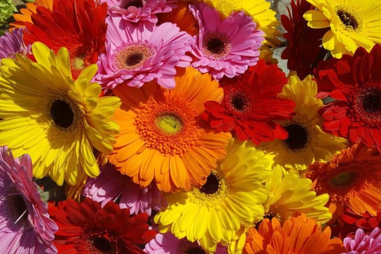 gerbera.jpg