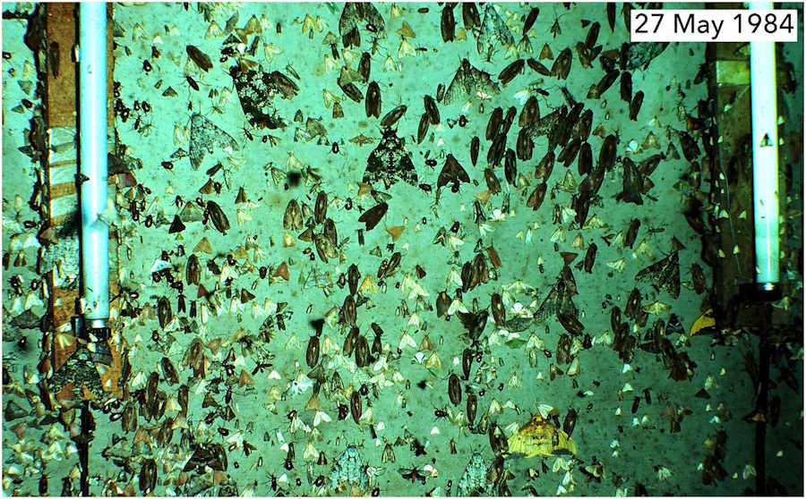 È iniziata una nuova era di estinzione: gli insetti spariscono anche nelle aree protette (e non è solo colpa dei pesticidi) 1 insetti 1.jpg