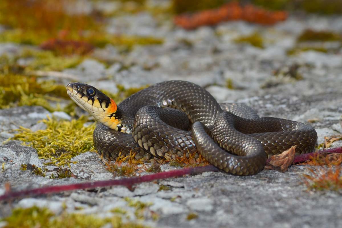 Serpenti in Italia: quali sono e come possiamo distinguere quelli velenosi 1 natrix.jpg