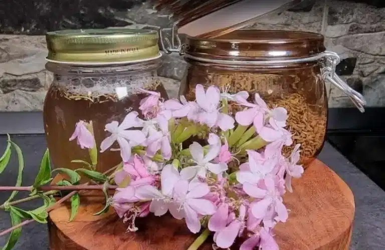 saponaria 1.jpg.webp