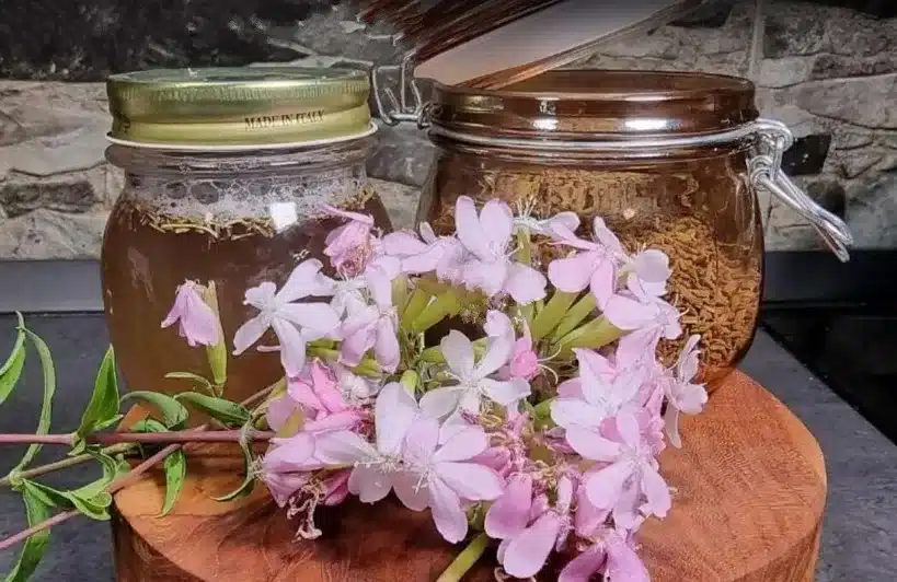 Saponaria officinalis: i suoi fiori ti permettono di realizzare un sapone curativo per la tua pelle! Ecco come fare 1 saponaria 1.jpg.webp