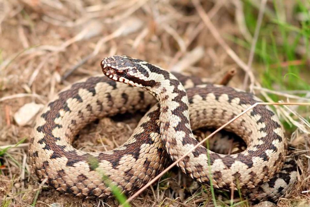 vipera berus.jpg
