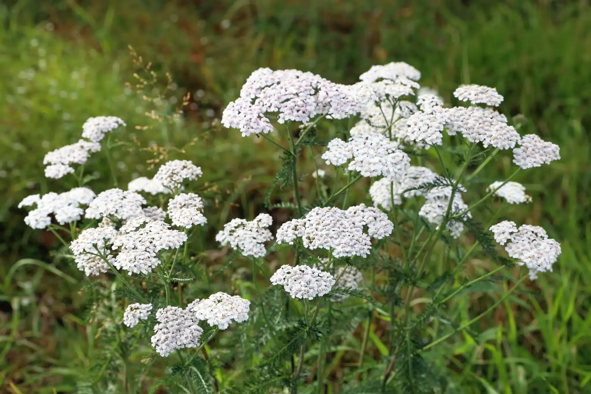 Achillea millefoglie: la pianta che curava le ferite di Achille, oggi alleata di pelle e stomaco 1 AdobeStock 222316843 scaled.jpeg.webp
