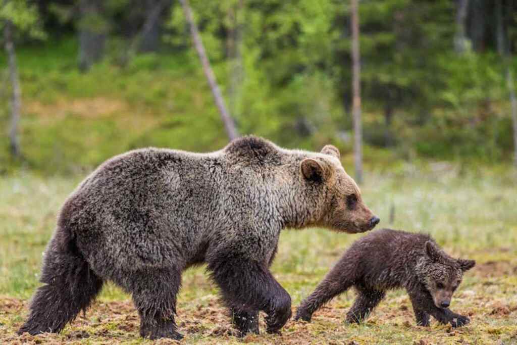 Orsa con tre cuccioli avvistata vicino Palombaro (Chieti), l’appello della sindaca: “non avvicinatevi” 2 Orsa cuccioli Molise