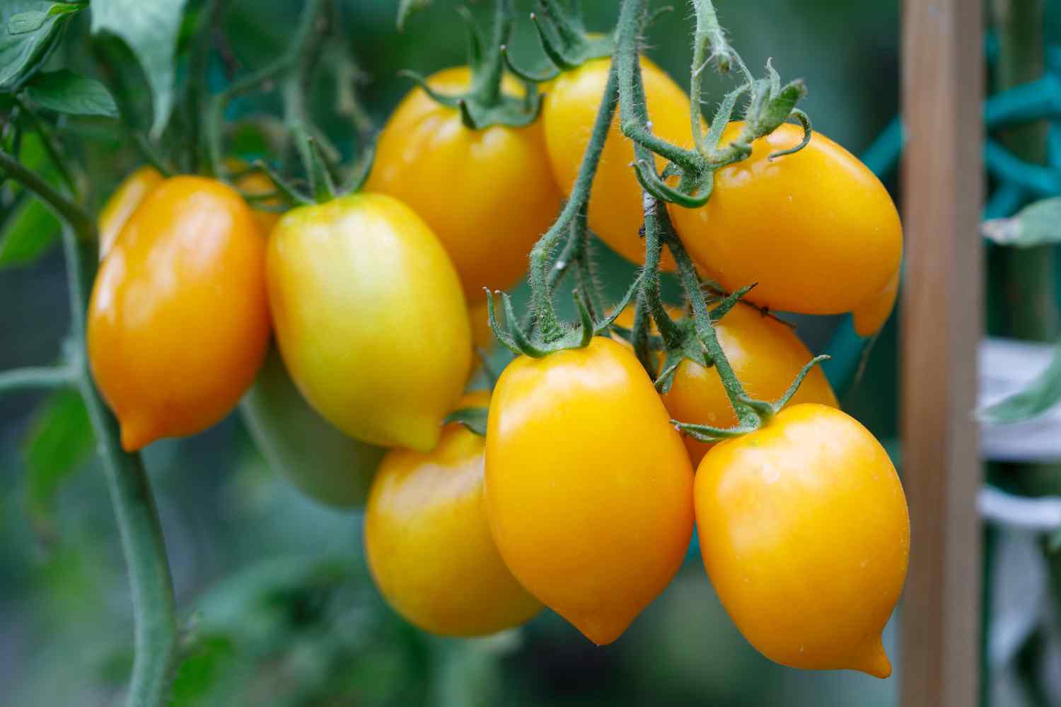 Pomodoro giallo.jpg