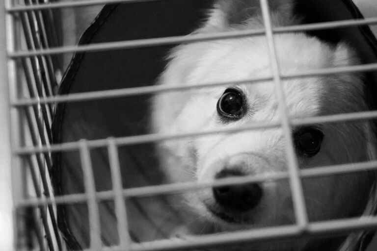 Rapimento cani 768x512.jpg