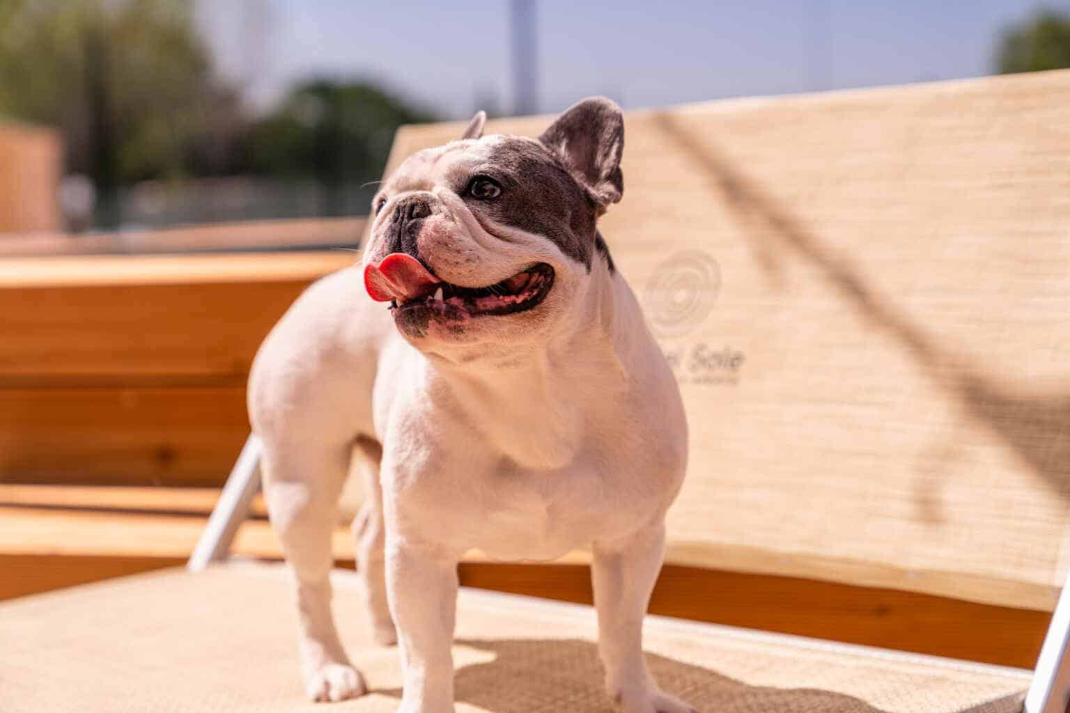 cane lettino 1536x1024.jpg