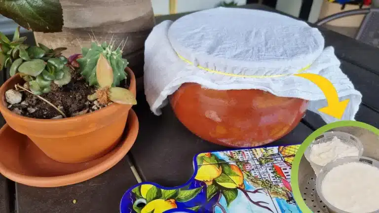 formaggio al sole.jpg.webp