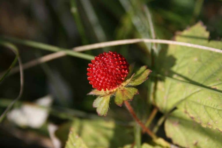 fragola matta 1.jpg