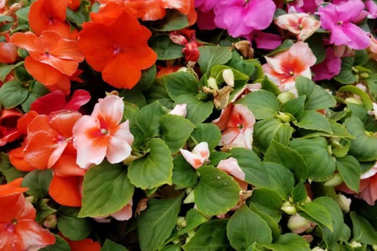 impatiens walleriana 2.jpg