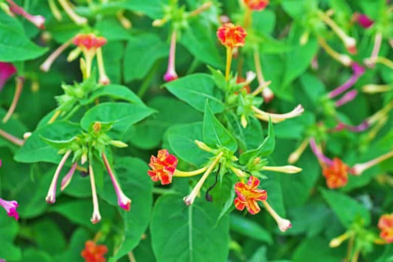 mirabilis jalapa 4.jpg
