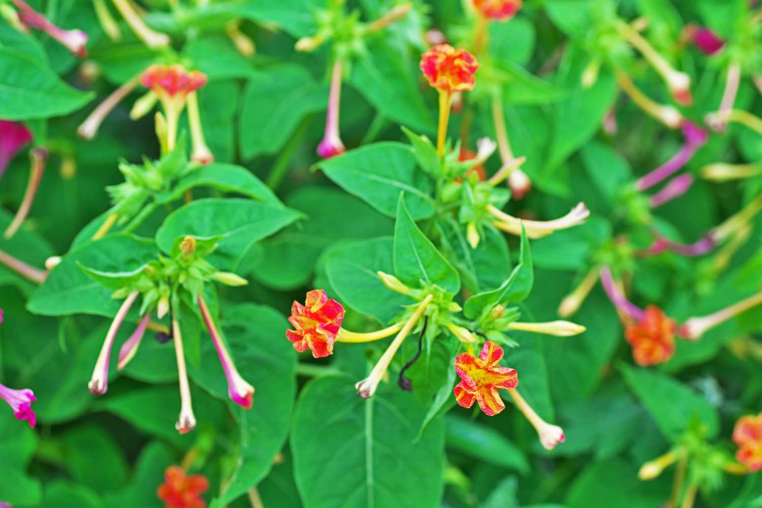 Mirabilis: come coltivare la Bella di Notte in vaso e in giardino 1 mirabilis jalapa 4.jpg