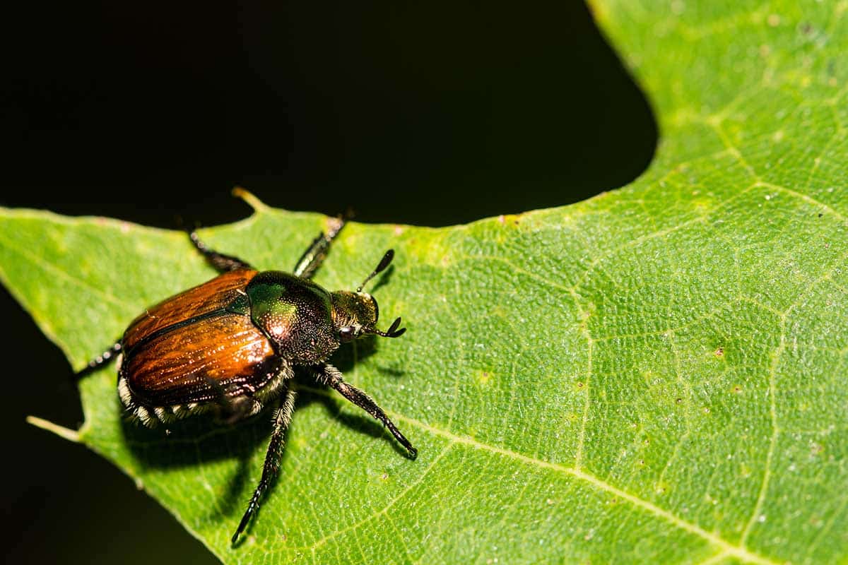 popilla japonica