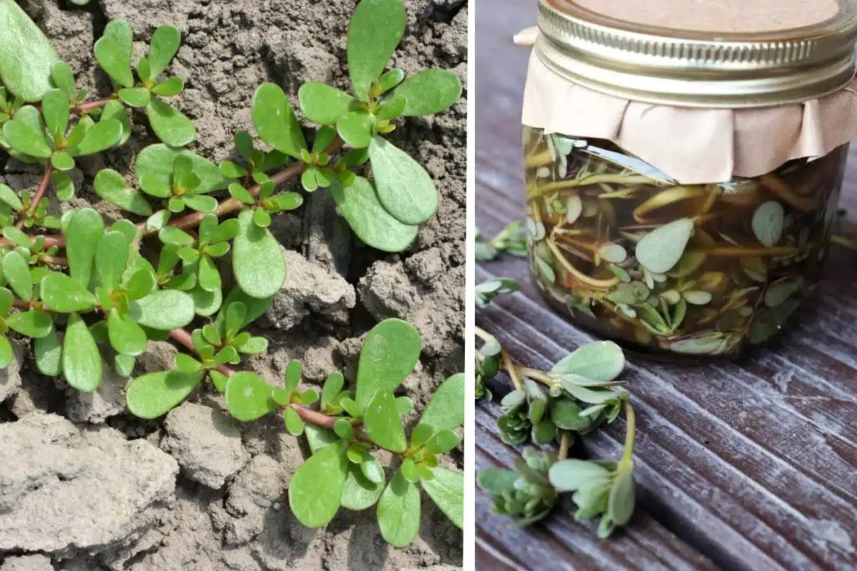 Portulaca sottaceto: la conserva antica che si fa in un giorno 1 portulaca.jpg.webp