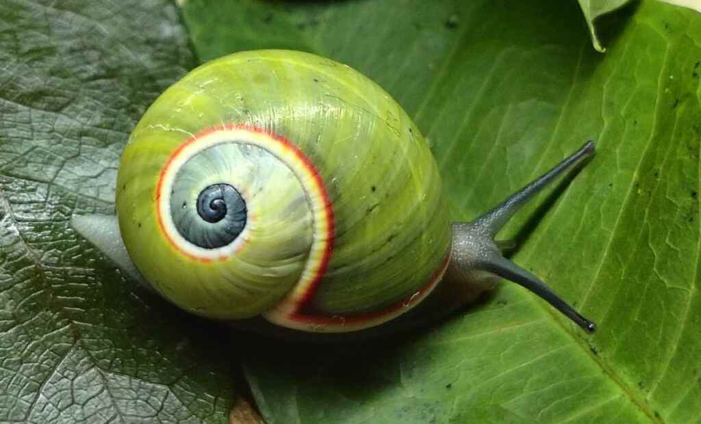 Lumache Cuba 2