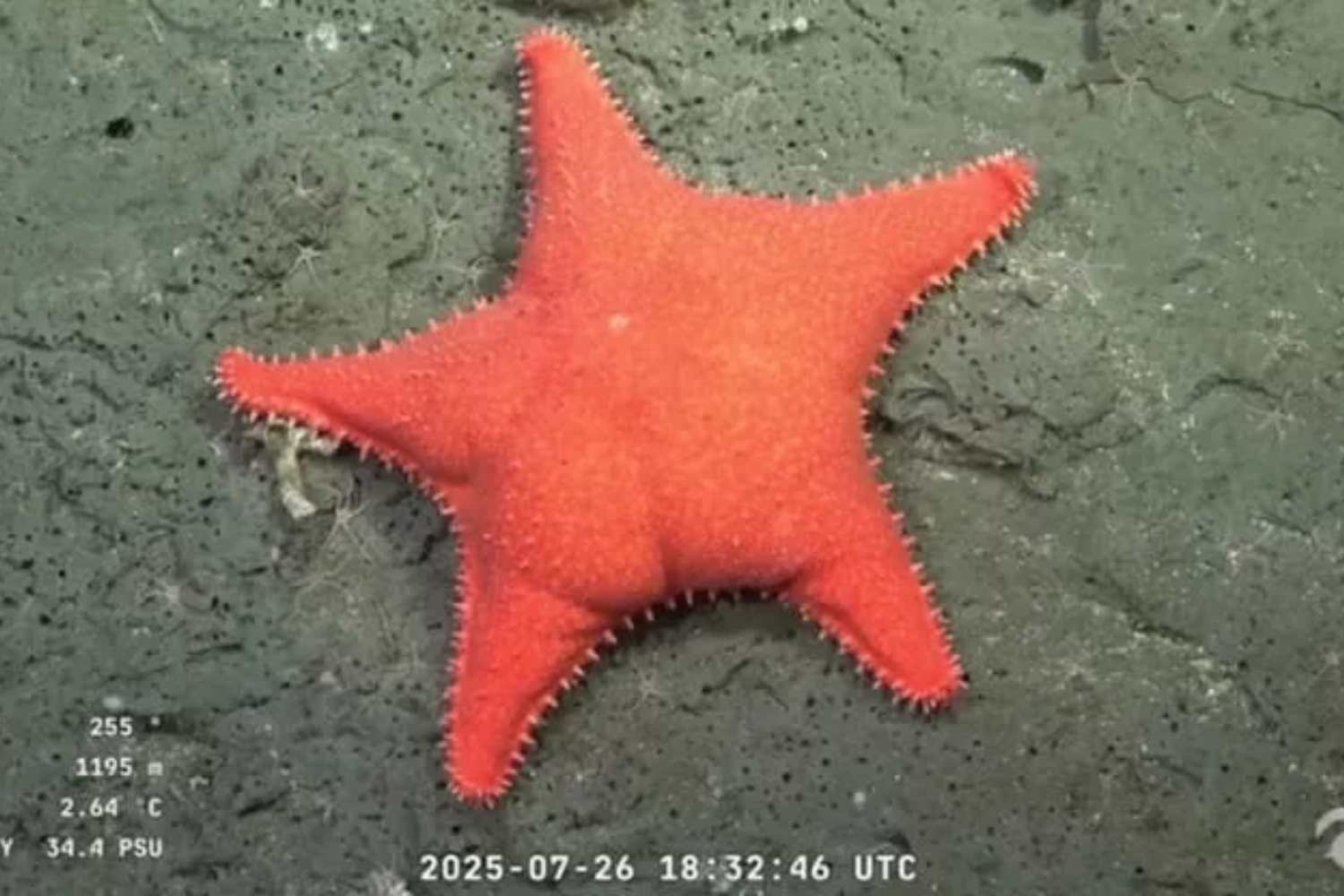 Stella marina