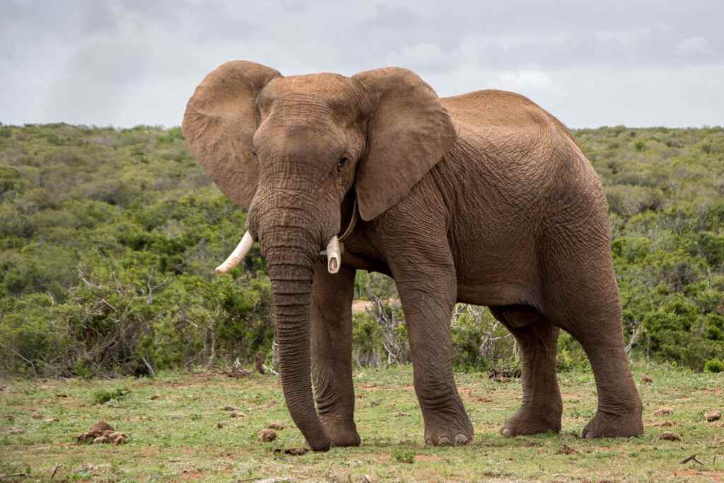 elefante turista birra kenya