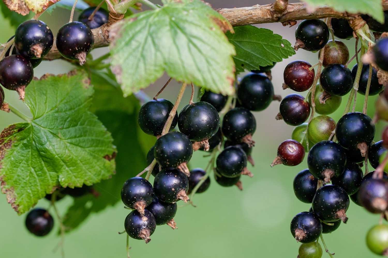 Attenzione al ribes selvatico: come riconoscerlo e non confonderlo con le bacche tossiche 1 ribes selvatico.jpg