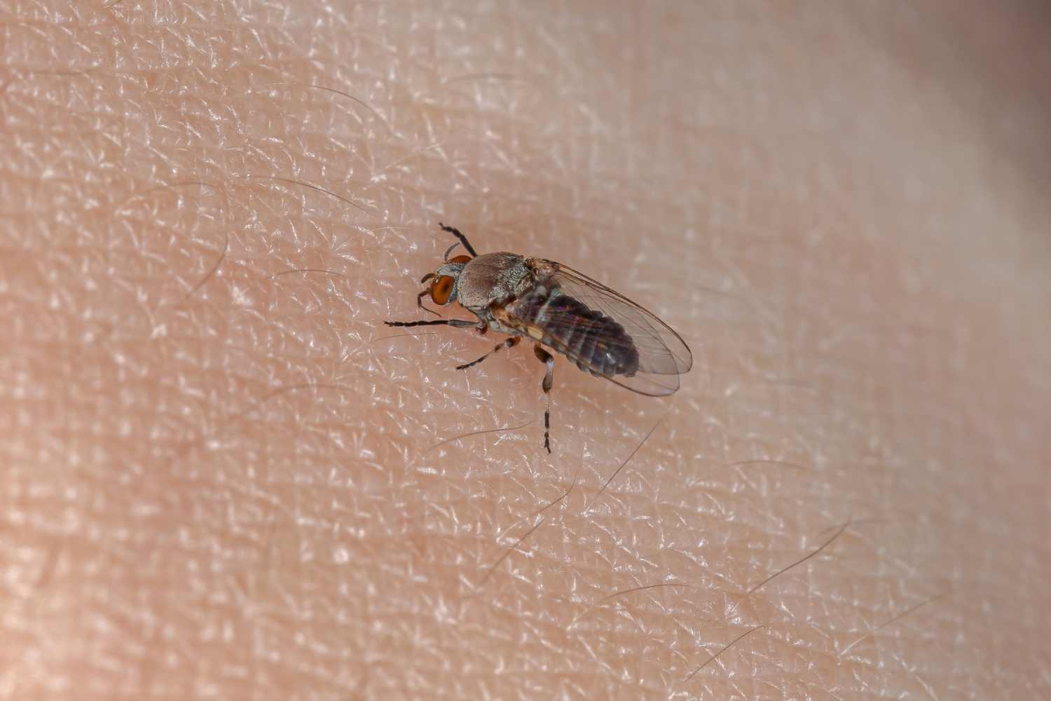 simulide mosca nera