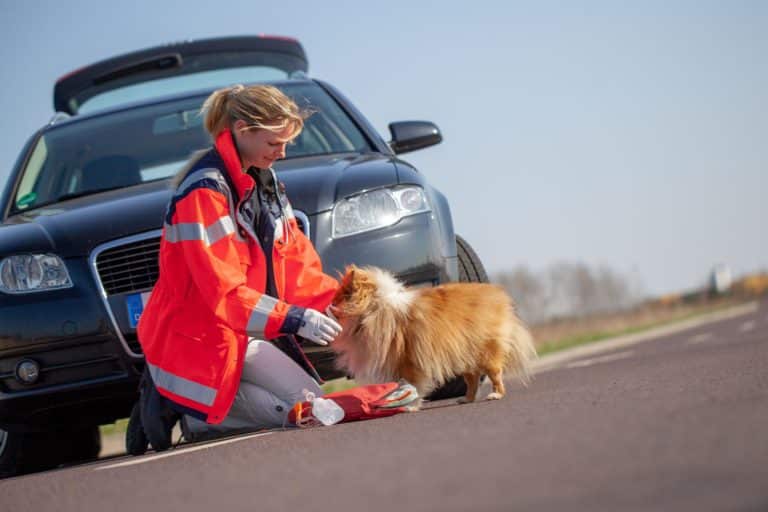 Soccorso animali feriti.jpg