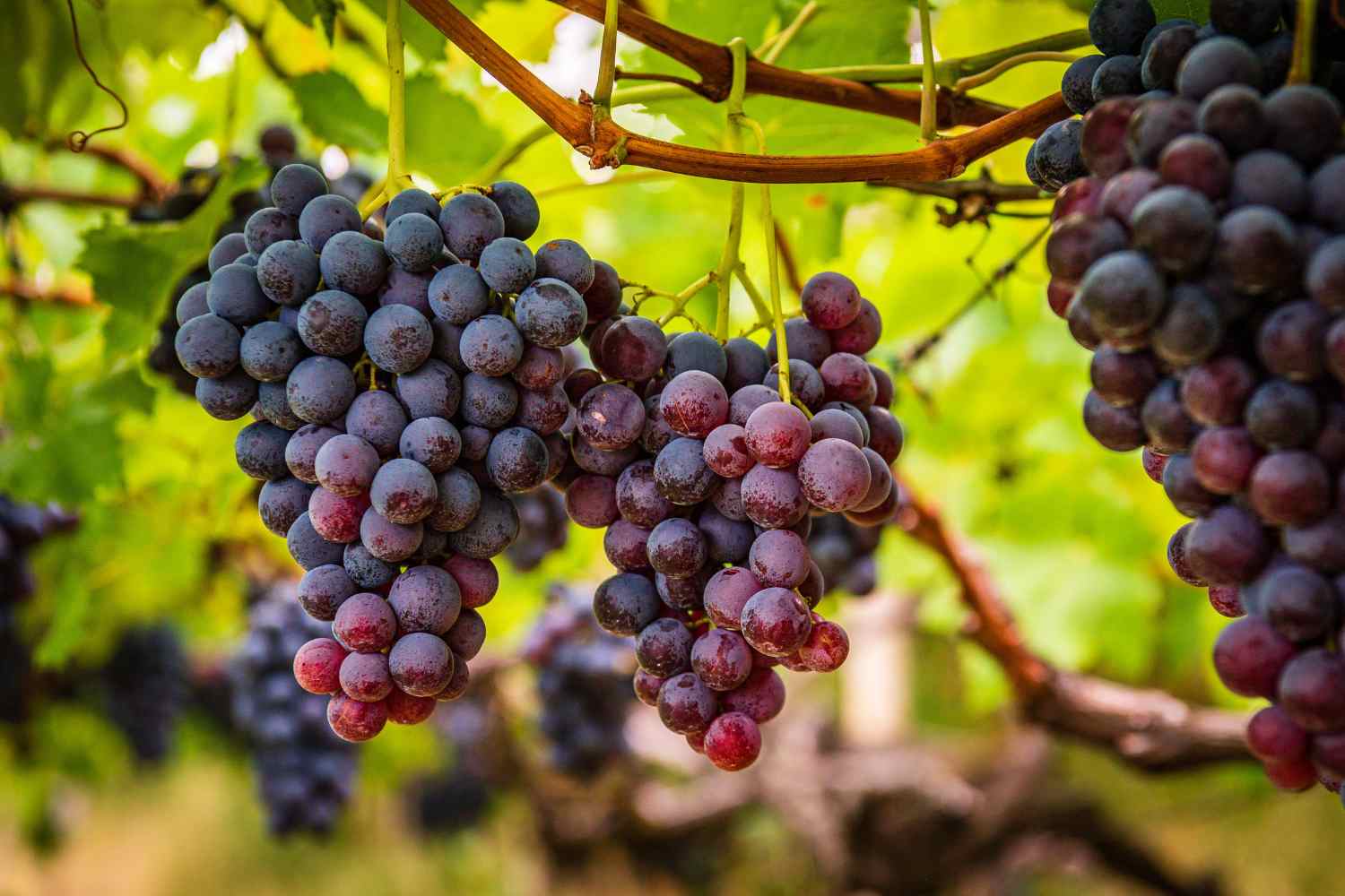 Italia, Regina, Red Globe, Victoria: quale varietà di uva scegliere? 1 Uva.jpg