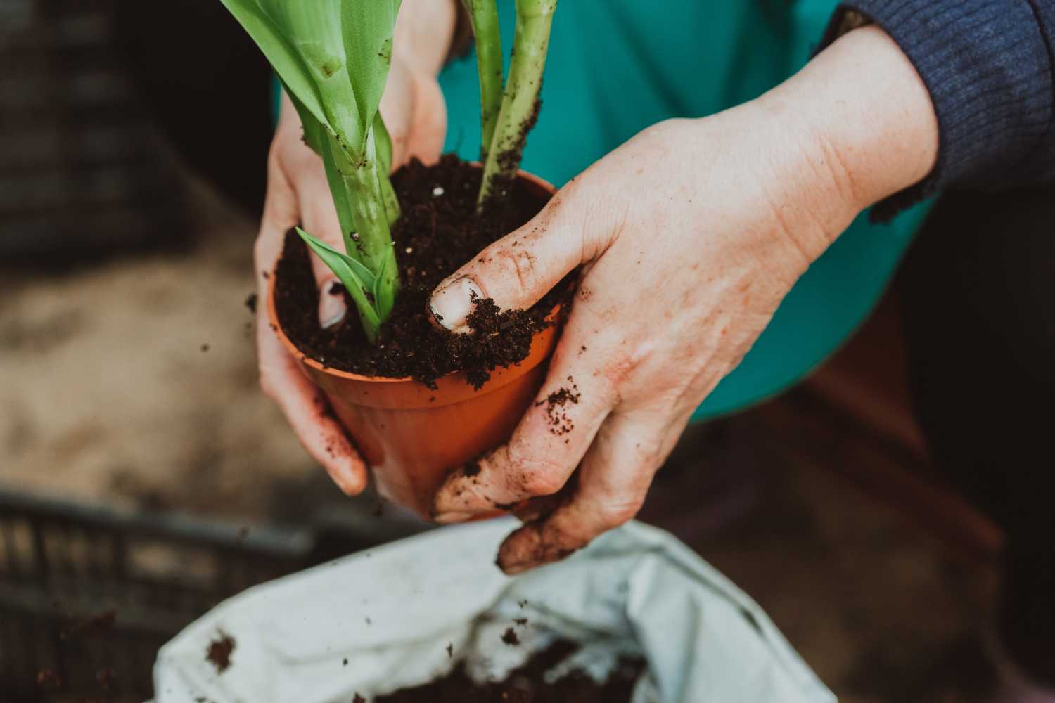 Piante aromatiche: 7 segreti per coltivarle in vaso e farle durare anche dopo l’estate 1 vasi.jpg
