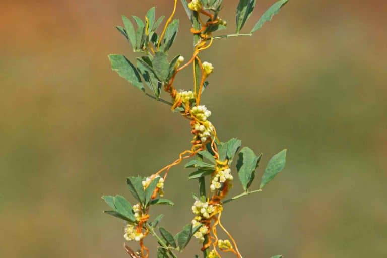 Cuscuta 1.jpg