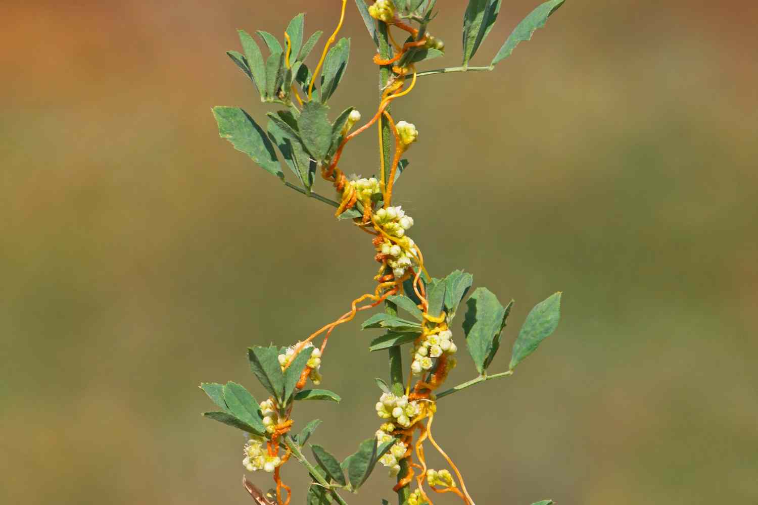 Cuscuta 1.jpg